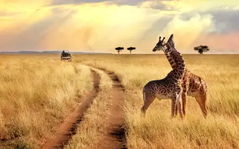 Dwie żyrafy na tle sawanny w Tanzanii. Ciekawostki o tym kraju obejmują jego bogactwo fauny i malownicze krajobrazy.