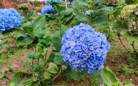 Grandes racimos de **plantas acidófilas** de color azul vibrante, con hojas verdes exuberantes.