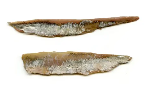 Dwa filety anchois, solone i marynowane, z widoczną srebrzystą skórą i różowym mięsem.