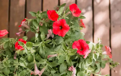 Vibrant red petunias bloom, their trumpet-shaped flowers reaching out. These plants are known to spread, creating a lush display of color.