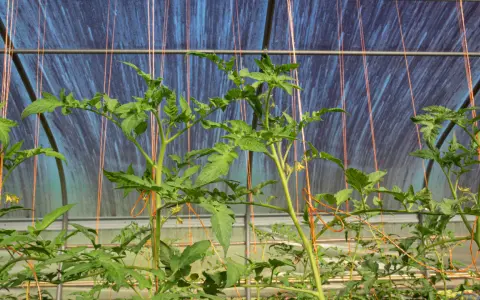 Jeunes plants de tomates dans une serre, soutenus par des fils pour les tuteurer.