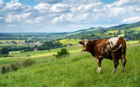 Brązowo-biała krowa na zielonym wzgórzu, w tle malownicza panorama wsi i pagórków. Widok z przełęczy Snozka.