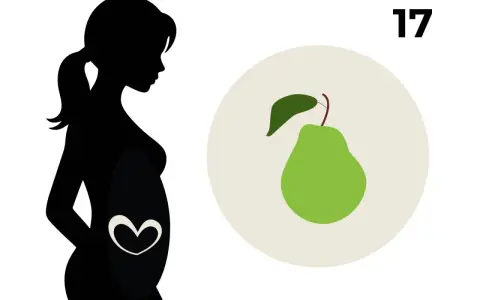 Silhouetten einer schwangeren Frau, die ihr Babybauch zeigt. Daneben eine Birne, die die Größe des Babys in der 17. SSW symbolisiert.