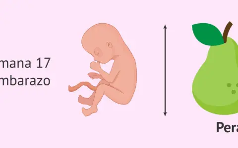 Bebé de 17 semanas de embarazo, similar en tamaño a una pera.