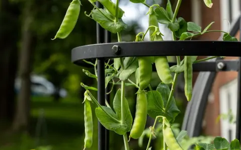 Peas growing on a trellis, showing lush green pods and leaves. This visual answers the question: do peas need a trellis?