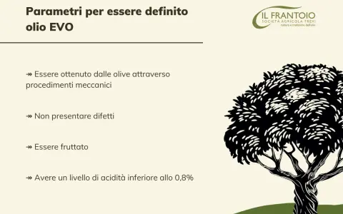 Parametri per olio EVO: ottenuto meccanicamente, senza difetti, fruttato, acidità <0,8%. Il Frantoio Trevi.