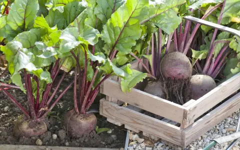 Frisch geerntete rote beete pflanzen mit kräftigen grünen Blättern und dunklen Stielen, einige in einer Holzkiste, andere noch im Boden.