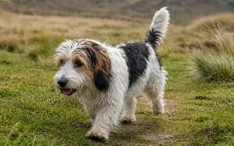 Un petit basset griffon vendéen, au pelage blanc et noir, trotte joyeusement sur un sentier herbeux.