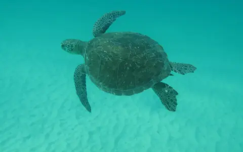 Tartaruga marina nuota in acque cristalline, forse alla ricerca della sua famiglia.