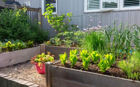 Un potager en carrés avec laitues, ciboulette en fleur, ail et autres herbes. Idéal pour savoir que planter à côté des oignons.