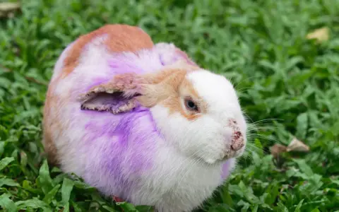 Coniglio con pelo viola e arrossato, forse affetto da dermatite umida.