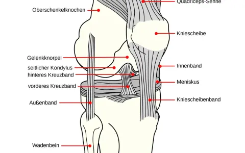 Anatomische Darstellung des Knies mit Beschriftungen. Hilfreich bei der Erklärung von knieschmerzen nach wandern.