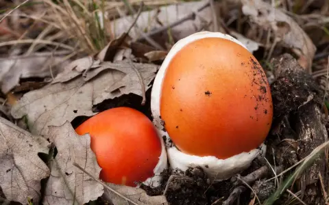 Insalata di Ovuli: Ricetta, Sicurezza e Segreti del Fungo Reale