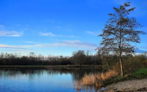 Ein ruhiger See spiegelt den blauen Himmel und die Bäume am Ufer. Am rechten Ufer des Sees in Erlensee Bickenbach steht ein Baum mit wenigen Blättern.