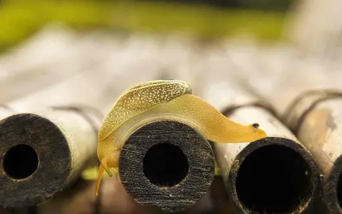 Gelbe Schnecke kriecht über Bambusrohre. Vorsicht vor dem **schneckenkorn giftig**, es könnte ihr zum Verhängnis werden.