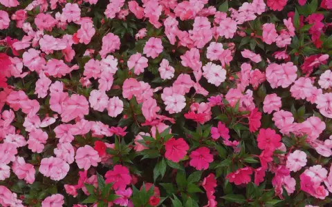 Un tapis de fleurs d'impatiens de Nouvelle-Guinée roses et fuchsia. L'entretien de ces plantes est simple pour un tel éclat.