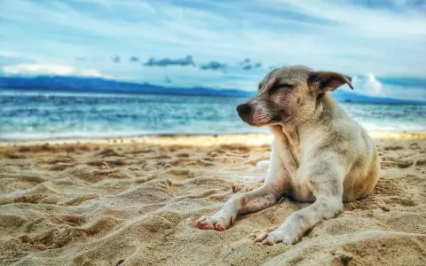 Un cane rilassato sulla sabbia, con il mare e le montagne sullo sfondo. Un'immagine perfetta per le spiagge per cani in Puglia.