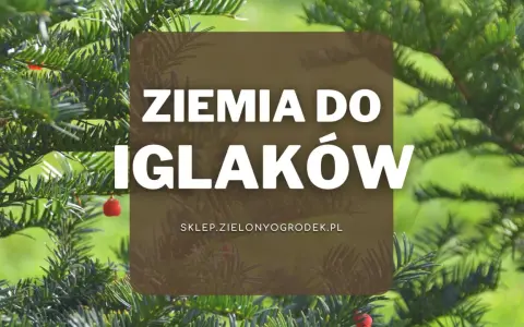 Zielone iglaki z czerwonymi owocami. Napis: Ziemia do iglaków. Idealna ziemia do iglaków dla Twoich roślin.