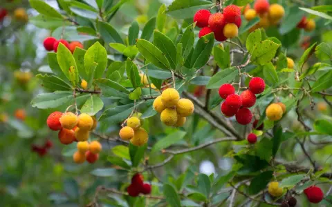 Grappes de fruits rouges et jaunes sur un arbousier, montrant la taille de l'arbousier et la maturité des baies.