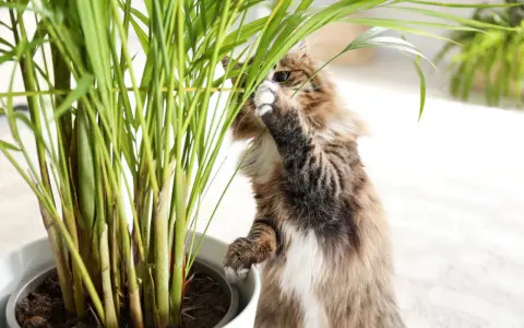 Puszysty kotek bada liście rośliny, zastanawiając się, czy calathea jest trująca dla kota.