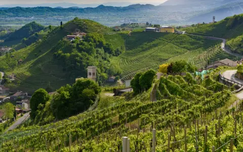 Rolling green hills covered in vineyards, with a winding road and scattered buildings.