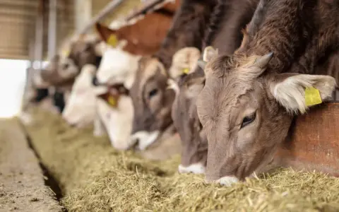 Rinder fressen Heu. Die Landwirtschaft trägt zu Treibhausgasen bei, aber auch die Ernährung der Tiere ist wichtig.