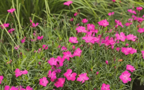 En äng full av livliga, rosa nejlika blommor som sträcker sig mot solen.