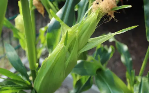 Un germoglio di mais verde, pronto per essere raccolto, con i suoi fili dorati che spuntano.