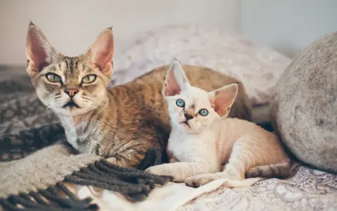 Dwa koty rasy Devon Rex leżą na kocu. Jeden jest pręgowany, drugi biały z niebieskimi oczami.