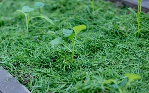 Młode sadzonki wyrastają z grządki ściółkowanej skoszoną trawą. To świetny sposób, by pokazać, co można ściółkować skoszoną trawą.