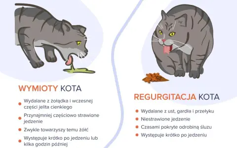 Ilustracja pokazuje dwa koty. Po lewej kot z wymiotami, po prawej kot z regurgitacją.