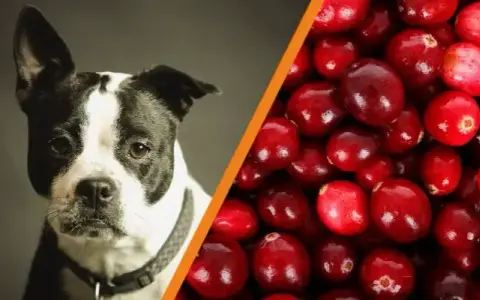 Czy pies może jeść suszoną żurawinę? Bezpieczne porady i ryzyka