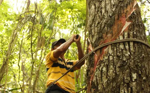 Hombre recolectando savia de árbol, parte del origen del chicle. La savia roja se ve en la corteza.