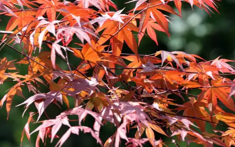 Rote und orangefarbene Blätter eines Ahorns, die im Sonnenlicht leuchten. Ein leichter Wind lässt die Zweige tanzen, als ob sie sich auf den Herbst vorbereiten.