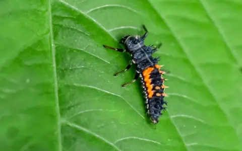 A spiky lady beetle larva, part of the lady beetle life cycle, crawls on a vibrant green leaf.