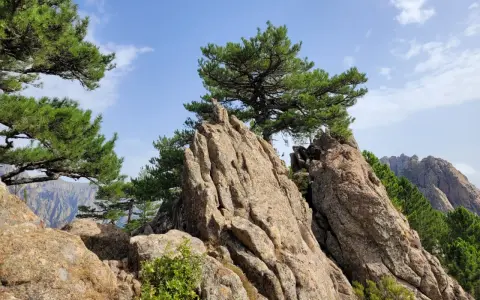 Rochers escarpés et pins majestueux sous un ciel bleu, paysage de **mare a mare sud** en Corse.