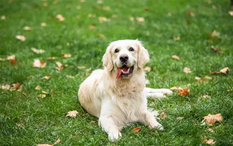 Jak wychować golden retrievera: skuteczne metody i porady dla właścicieli