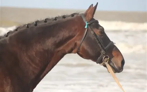 Le beau cheval bai, nouma d'auzay, aux crins tressés, se tient près de l'océan.