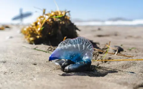 Una medusa blu e viola, un esemplare di zoologia marina, giace sulla sabbia umida vicino a un cumulo di alghe.