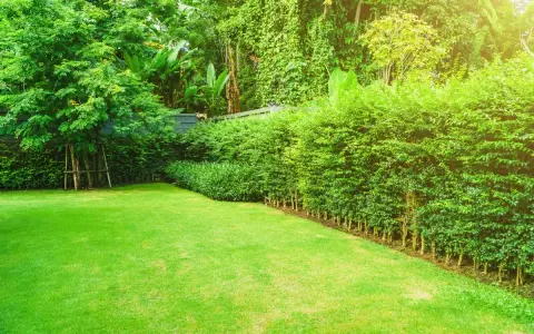 Ein gepflegter Garten im Juni, bereit für das **hecke schneiden**. Der Rasen ist frisch gemäht, die Büsche üppig grün.