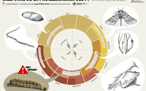 Ciclo vital de la procesionaria del pino: desde la oruga urticante hasta la procesionaria adulta, pasando por pupa y mariposa.