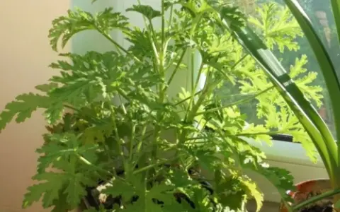 Zielony, rozłożysty geranium anginka z postrzępionymi liśćmi, rosnący na parapecie.