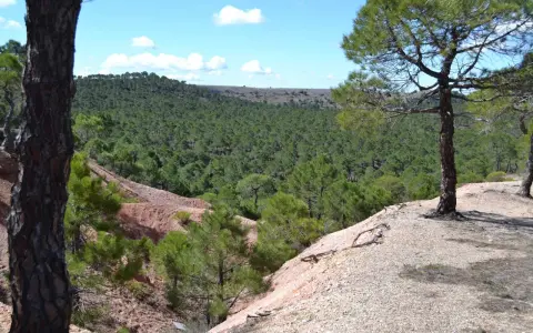 Vistas del mirador de Sigüenza, con un extenso bosque de pinos verdes y un terreno rojizo.