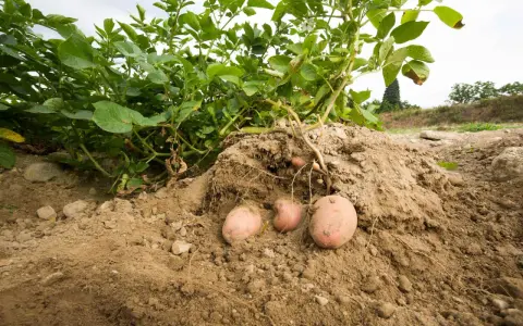 La terra rivela i suoi tesori: una pianta di patate con tuberi rosa pronti per essere raccolti.
