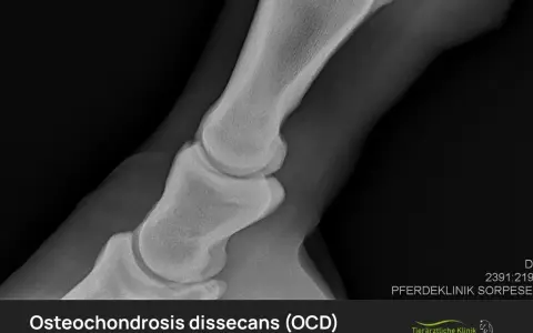 Röntgenbild eines Pferdefußes mit OCD (Osteochondrosis dissecans). Die Aufnahme zeigt die Knochenstruktur und mögliche Veränderungen.