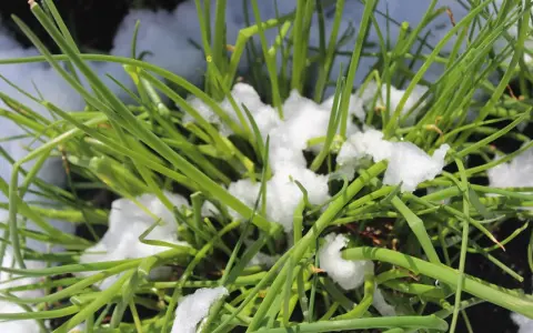 Grüner Schnittlauch kämpft sich durch den Schnee. Er beweist, dass Schnittlauch winterhart ist und auch bei Kälte wächst.