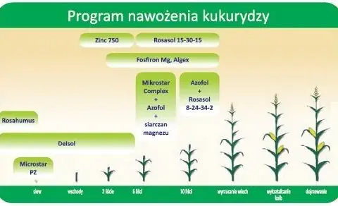 Jakie nawozy pod kukurydzę na ziarno - skuteczne metody nawożenia