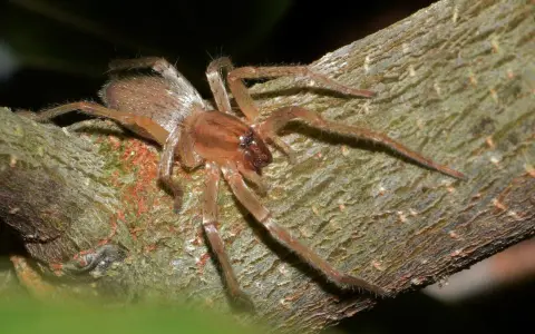 Eine Spinne, ein giftiges Tier, sitzt auf einem Ast. Ihre Beine sind lang und behaart.