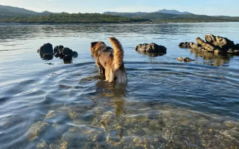 Un cane esplora le acque basse di una spiaggia per cani in Sardegna, con rocce e colline sullo sfondo.