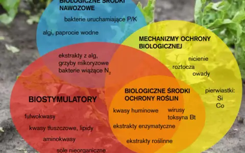 Wyjaśnij OZE: Od definicji po dotacje Twój przewodnik